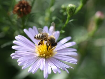 Bild von lila Blume mit Biene darauf