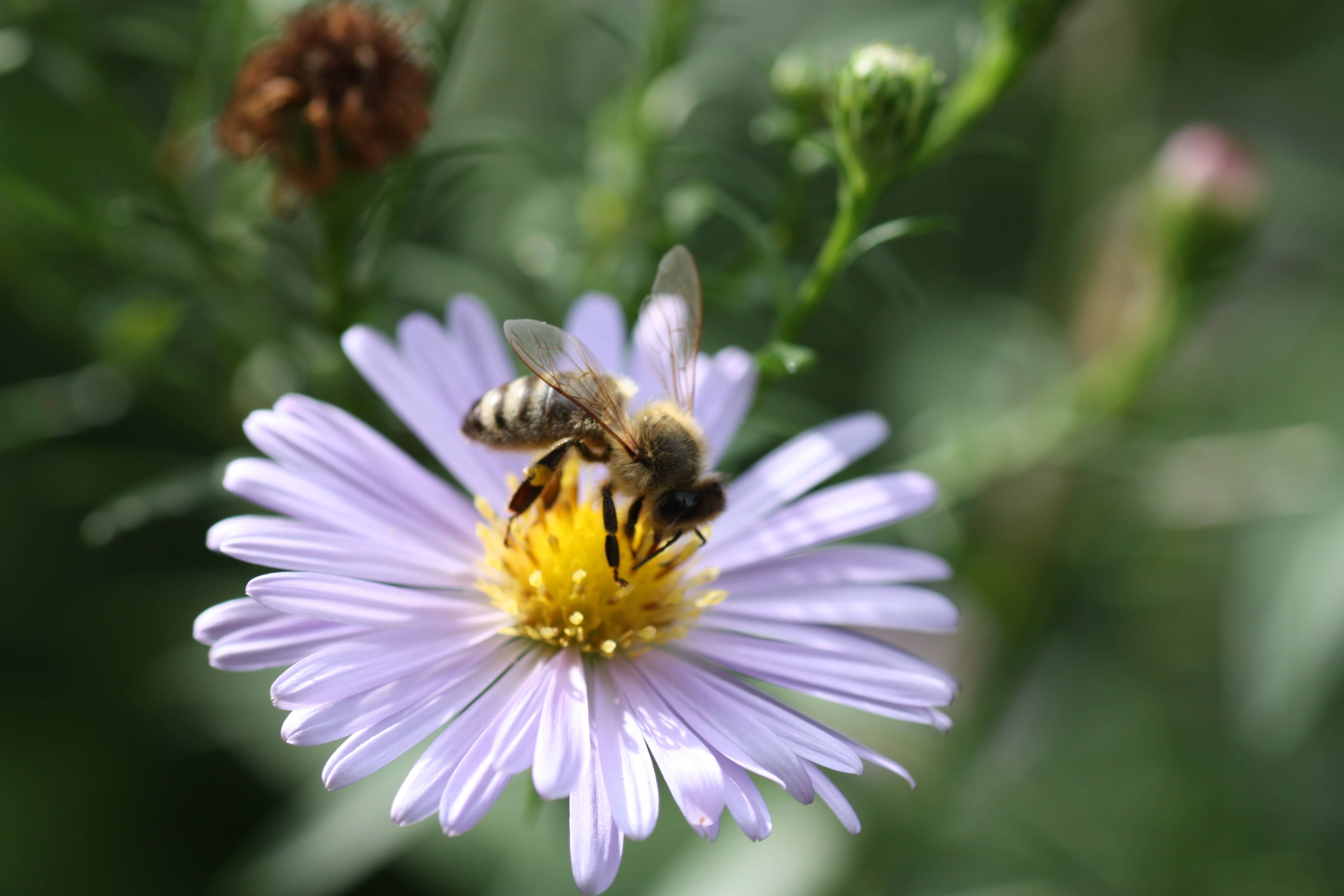 Bild von lila Blume mit Biene darauf