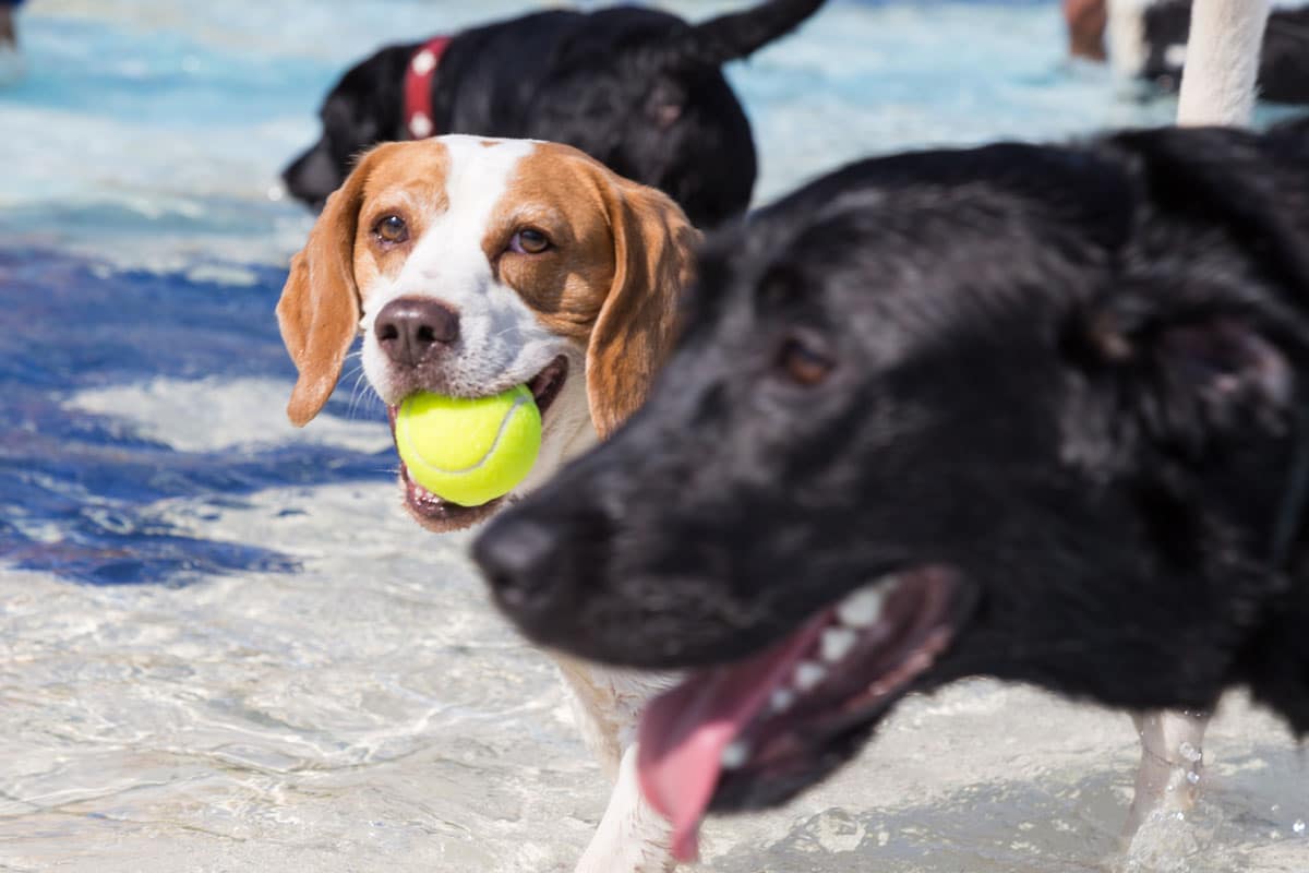 Hundebadetag im Kreuzsteinbad