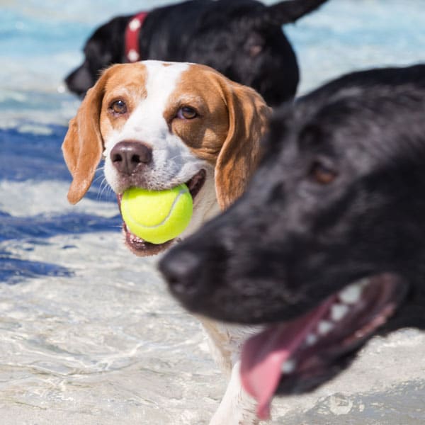 Hunde baden in einem Becken des Kreuzsteinbads.