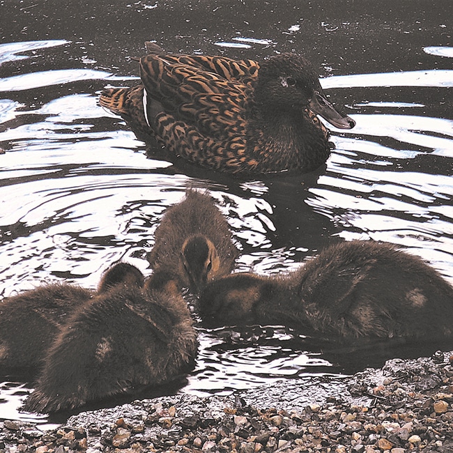 Laysan-Enten mit Küken