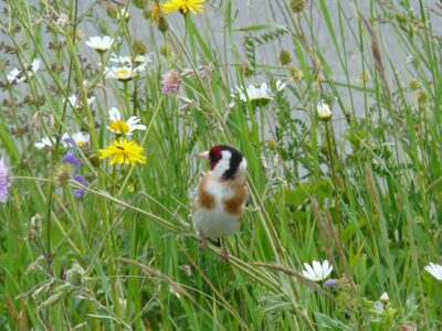 Wiese mit Vogel