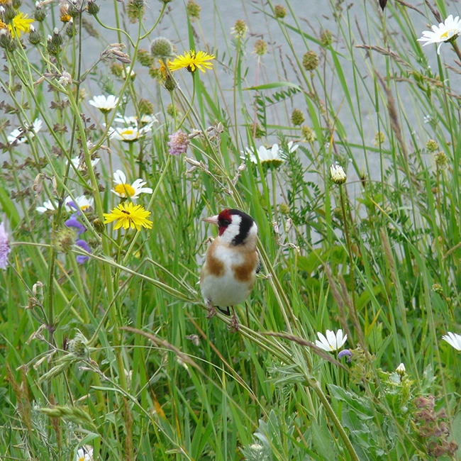 Wiese mit Vogel