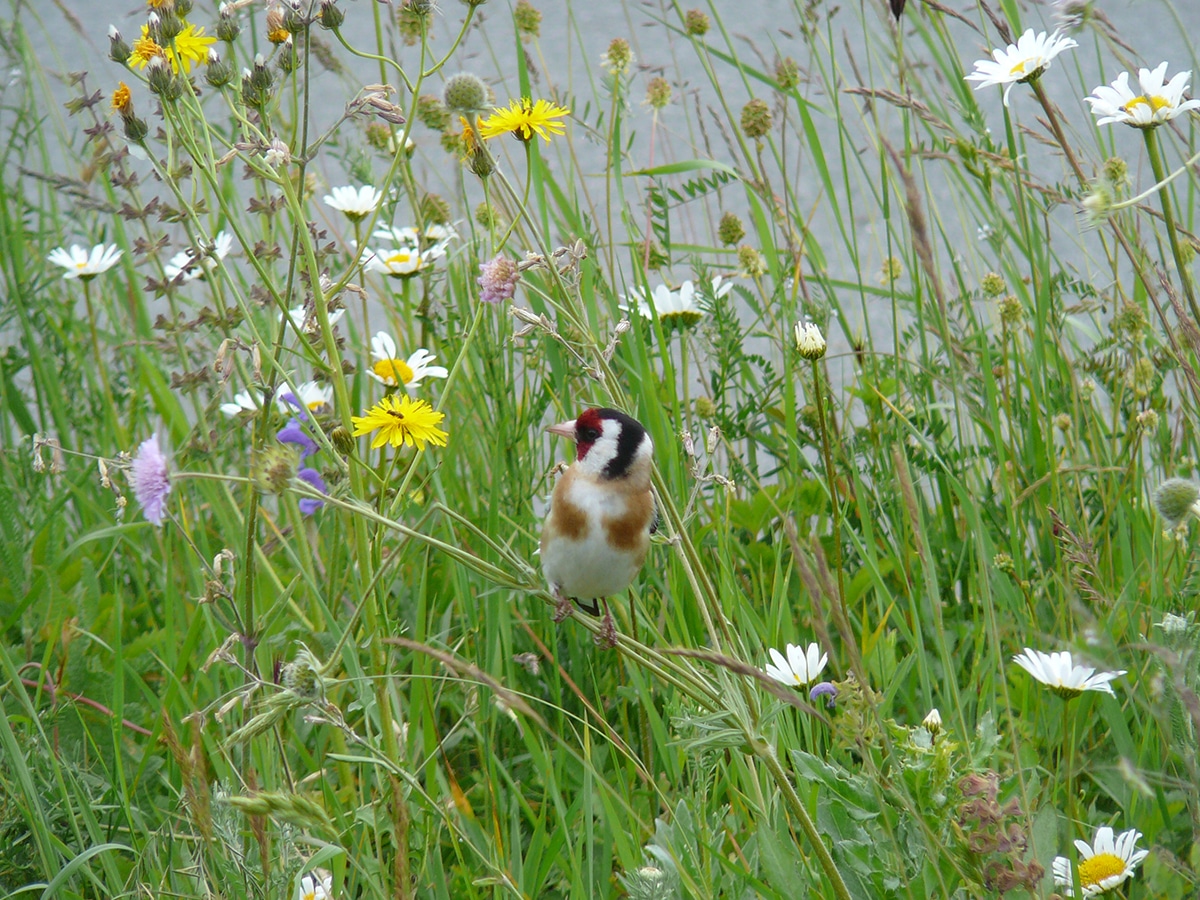 Wiese mit Vogel