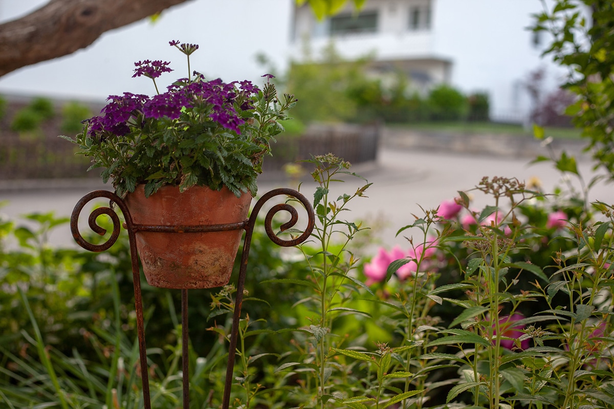 Blumentopf mit Haus im Hintergrund