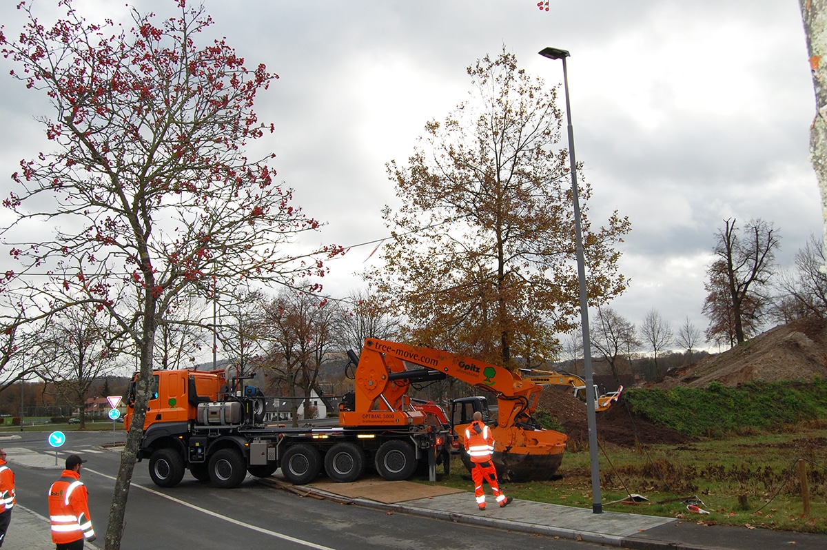 Der Baum wird neu eingepflanzt