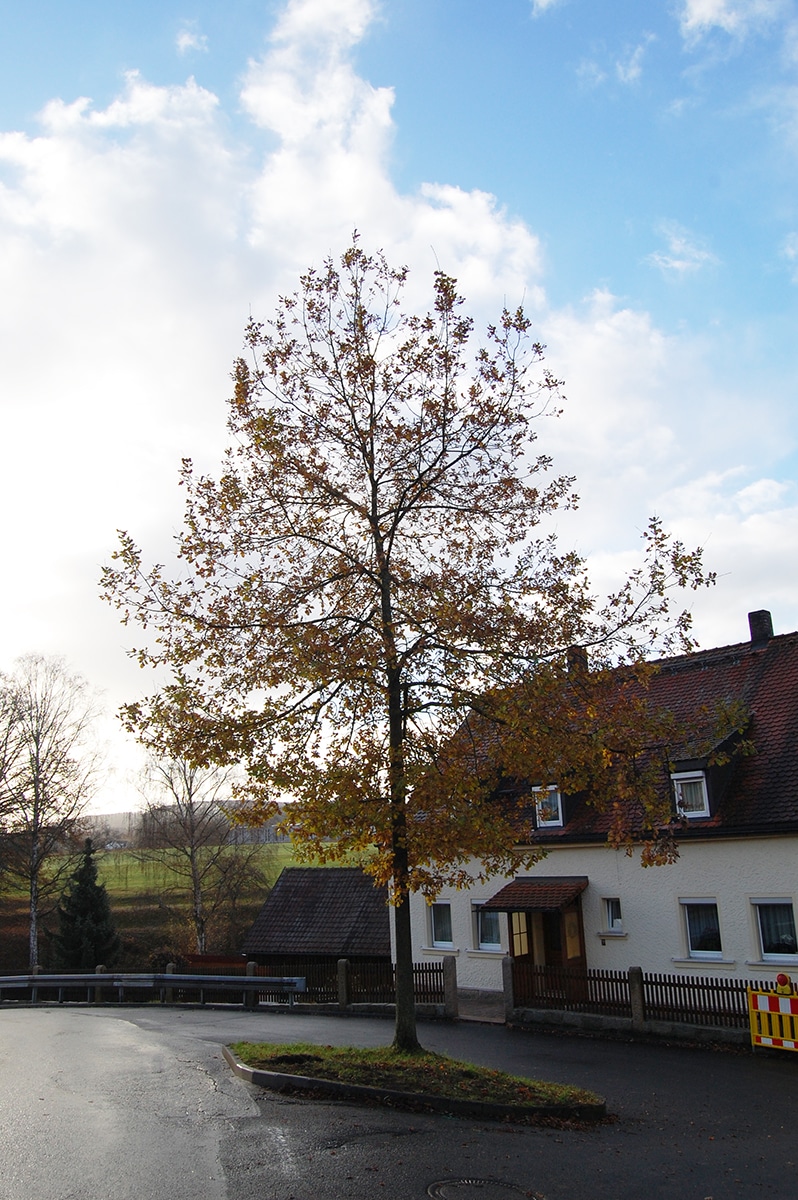 Die Eiche an ihrem alten Standort