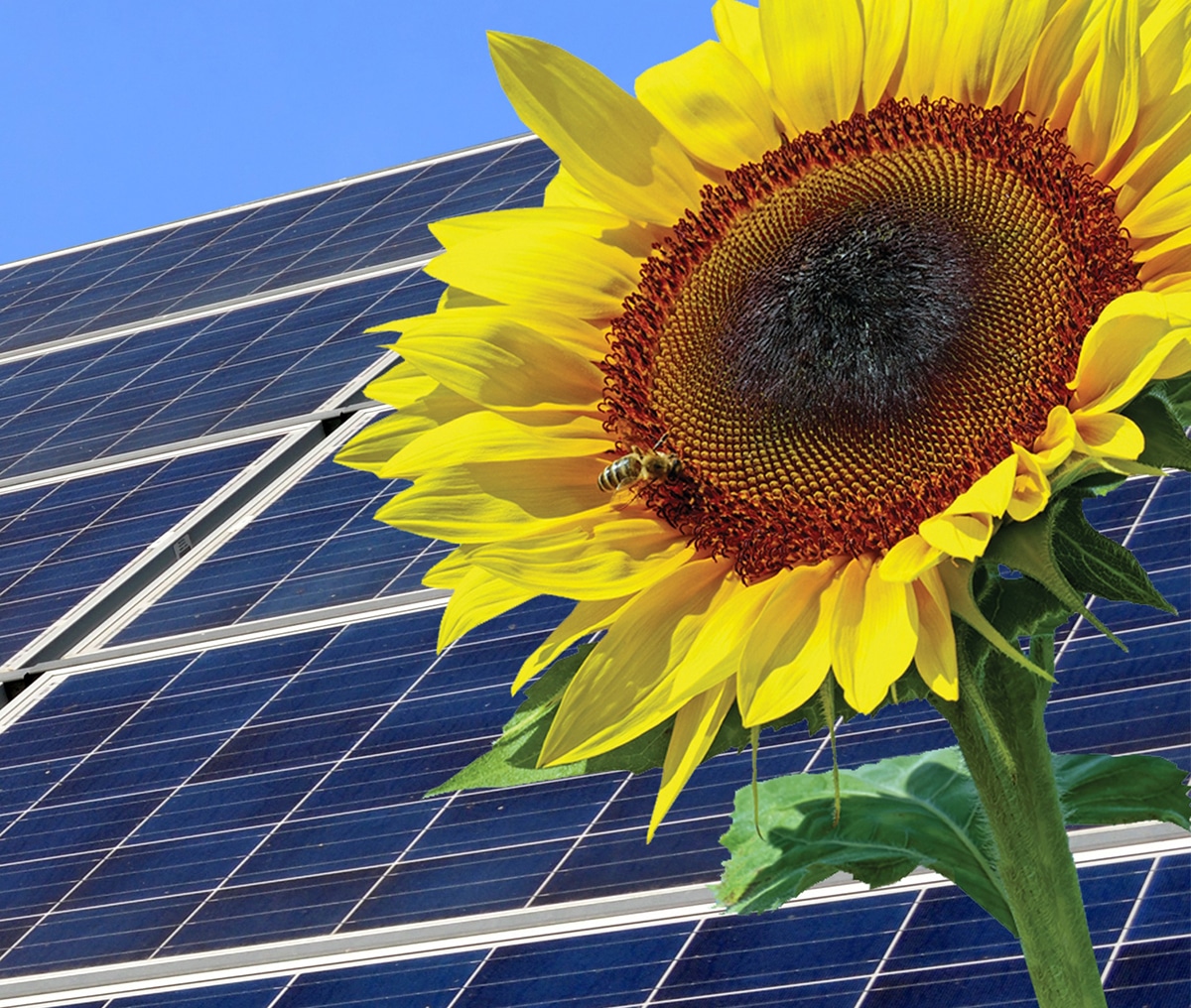 Sonnenblume vor einem Solardach