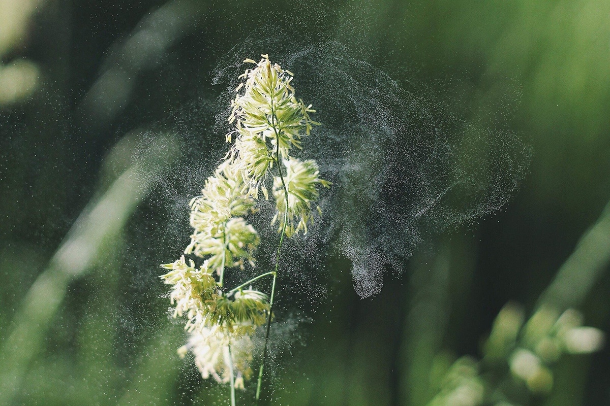 Blume mit Pollen