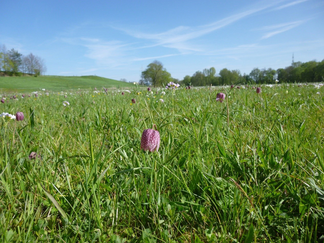 Schachblume in einer saftigen Wiese.