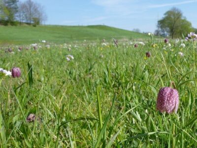 Blühende Schachblume