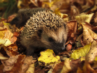 ein Igel auf Herbstlaub
