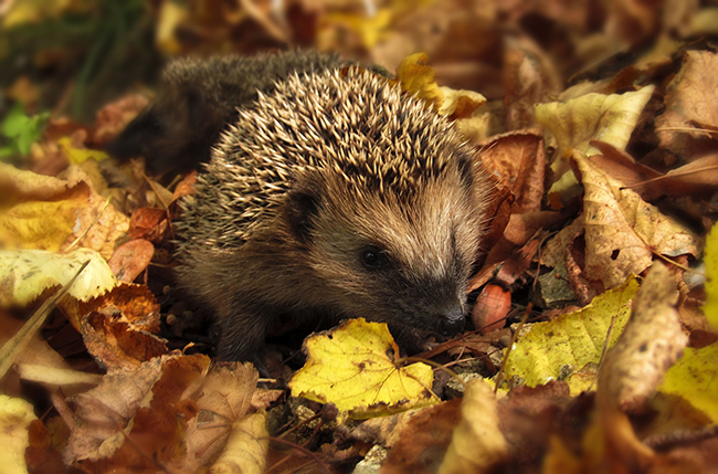 ein Igel auf Herbstlaub