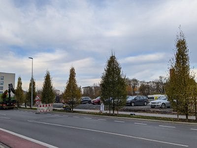 Bäume entlang der Bürgerreuther Straße