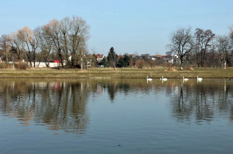 weiße Schwäne auf dem Hammerstätter See