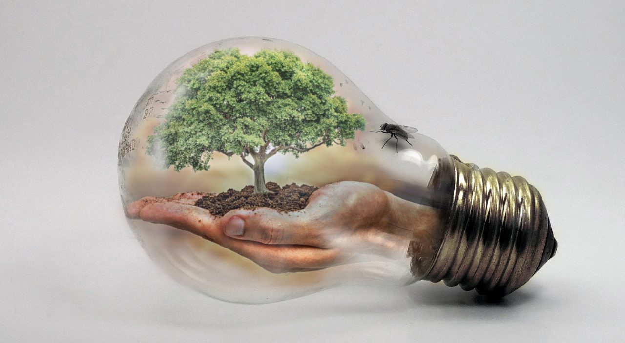 Glühbirne mit Abbildung von einer Hand die einen Baum hält