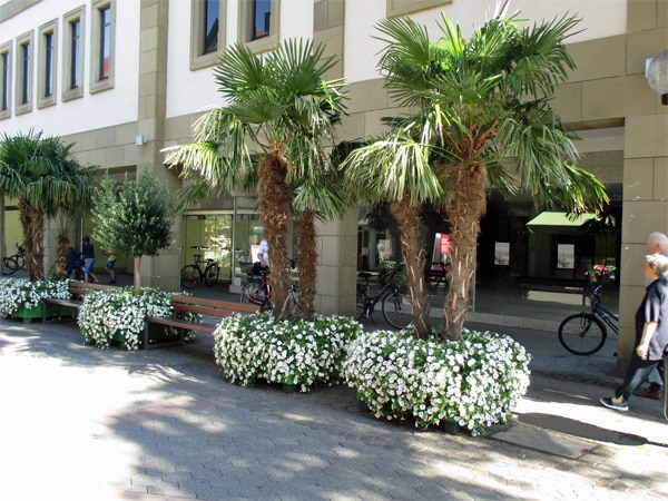 große Palmen in Pflanztrögen mit üppig weißer Hängepetunie als Unterpflanzung