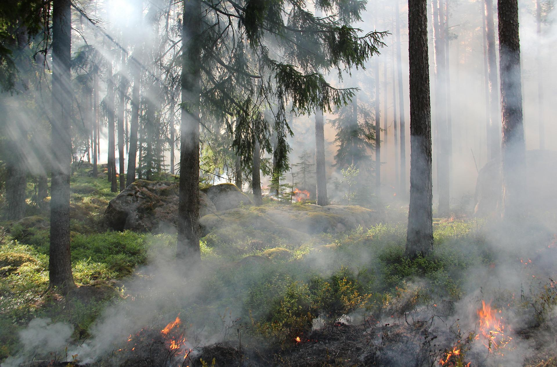 In einem Waldstück lodern Flammen.