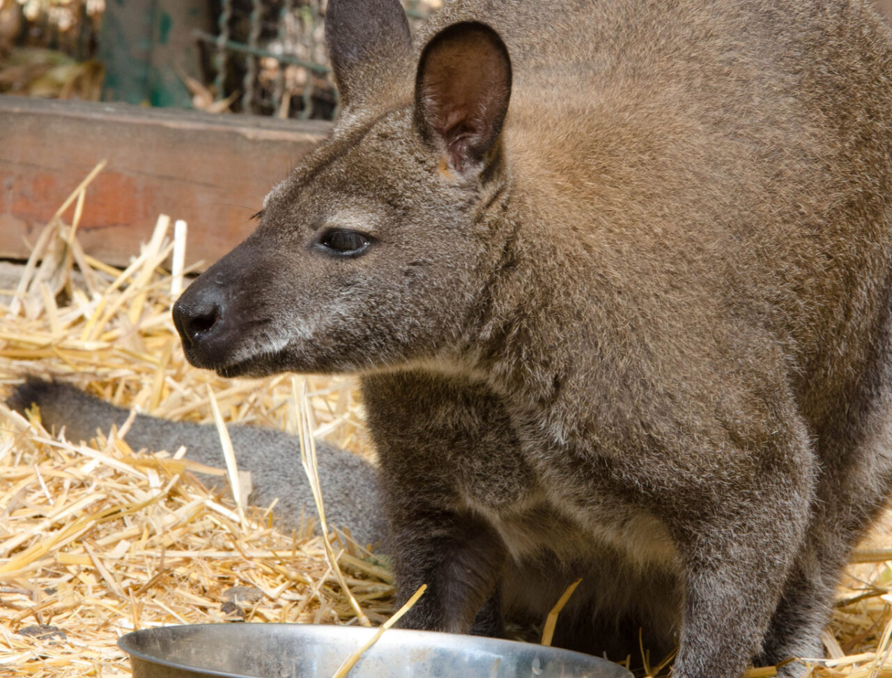Fütterungsszene im Tierpark Röhrensee.
