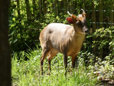 Ein Muntjak auf einer Lichtung im Tierpark Röhrensee.