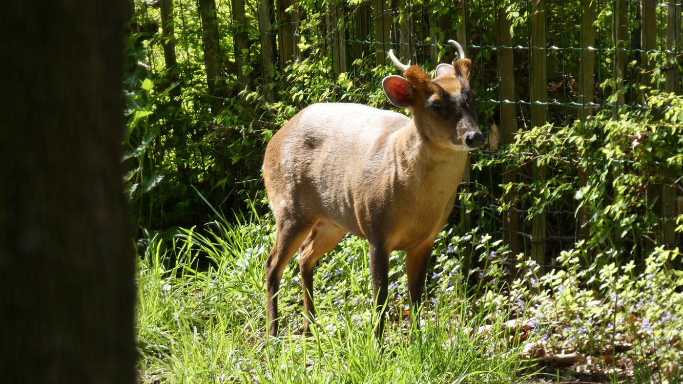 Ein Muntjak auf einer Lichtung im Tierpark Röhrensee.