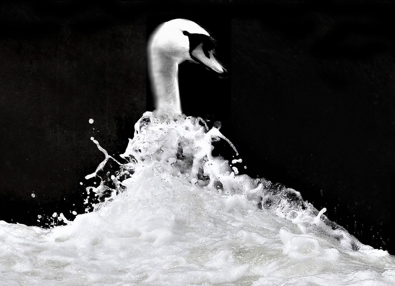 Ein Schwan schaut aus einer Wasserwelle.
