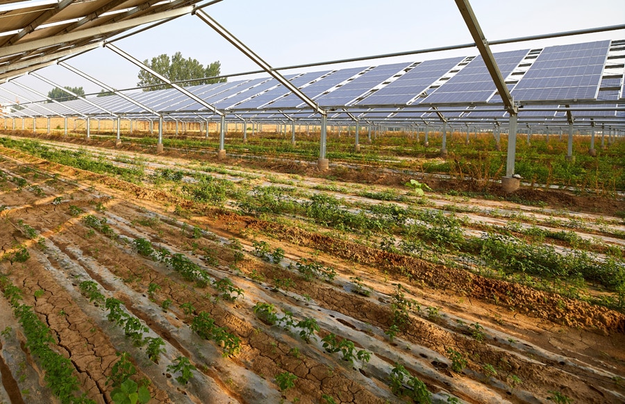 Gemüse unter Photovoltaik-Panels gepflanzt