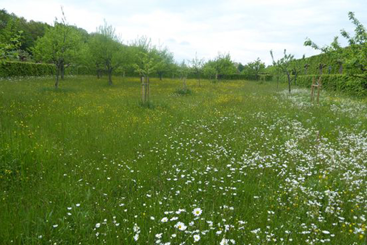 Eine Wiese mit weißen Blumen und jungen Obstbäume.