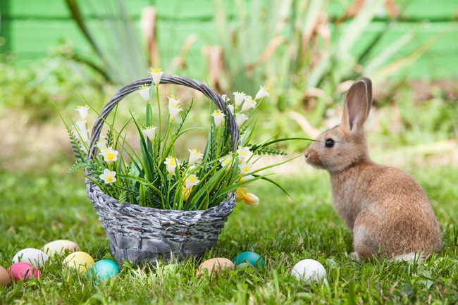 Ein Hase sitzt im Gras vor einem Korb. Im Gras liegen bunte Ostereier.