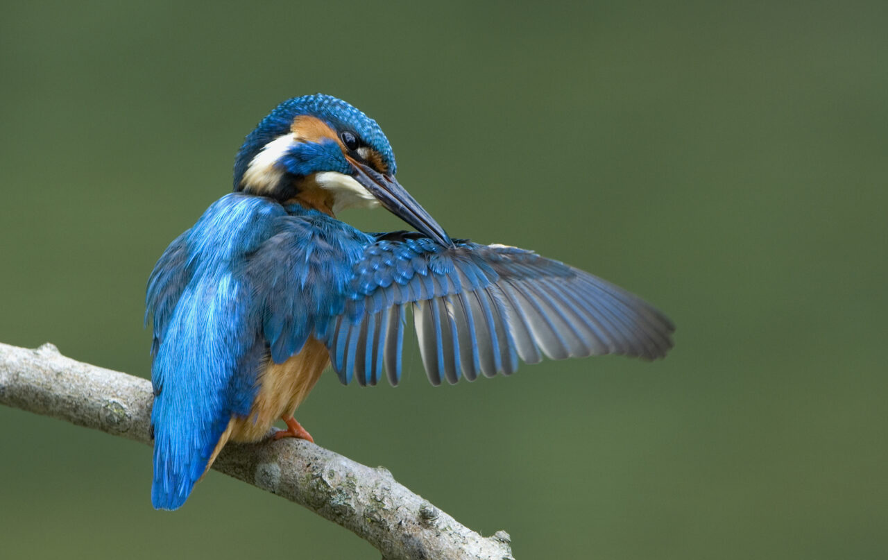 Ein Eisvogel