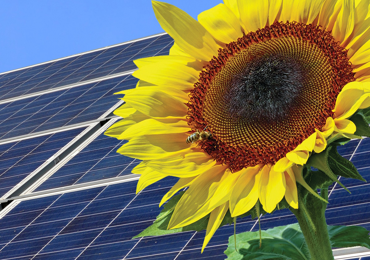 Sonnenblume vor Solar-Modulen | Foto: Pixabay