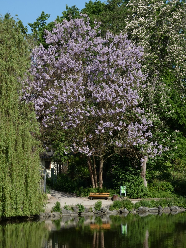 Ein blühender Blauglockenbaum an einem Teich.