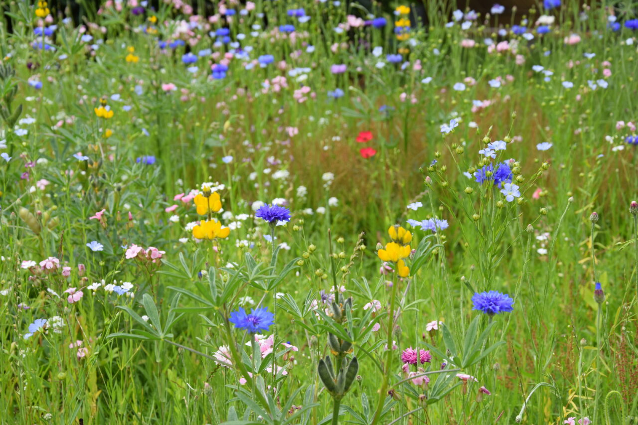 Eine blühende Blumenwiese