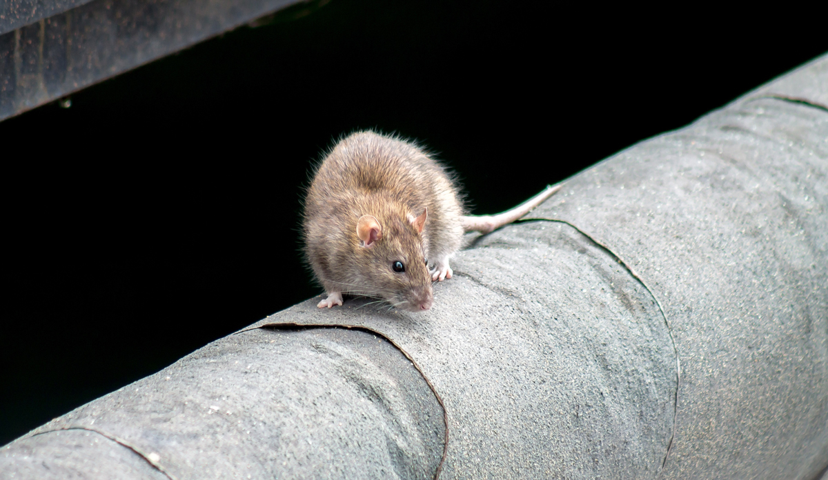 Eine Ratte auf einem Kanalrohr