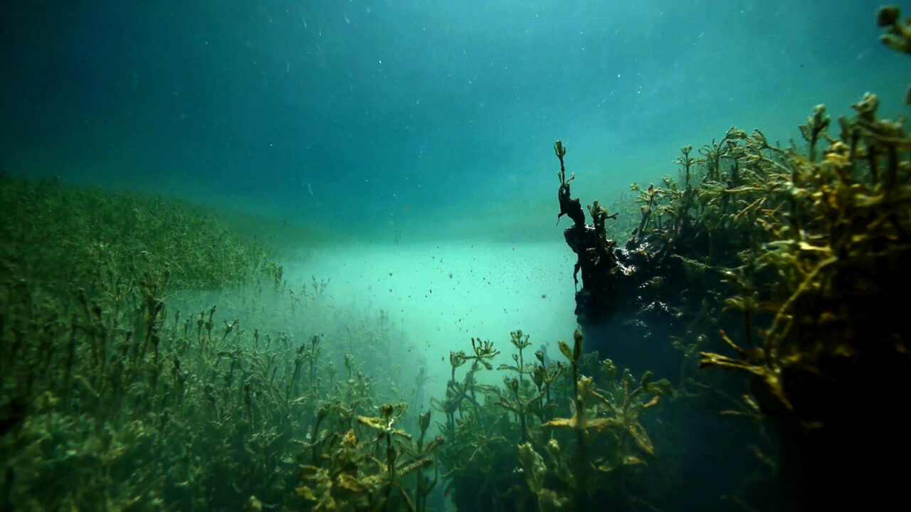 Unterwasser-Landschaft. | © Längengrad Filmproduktion