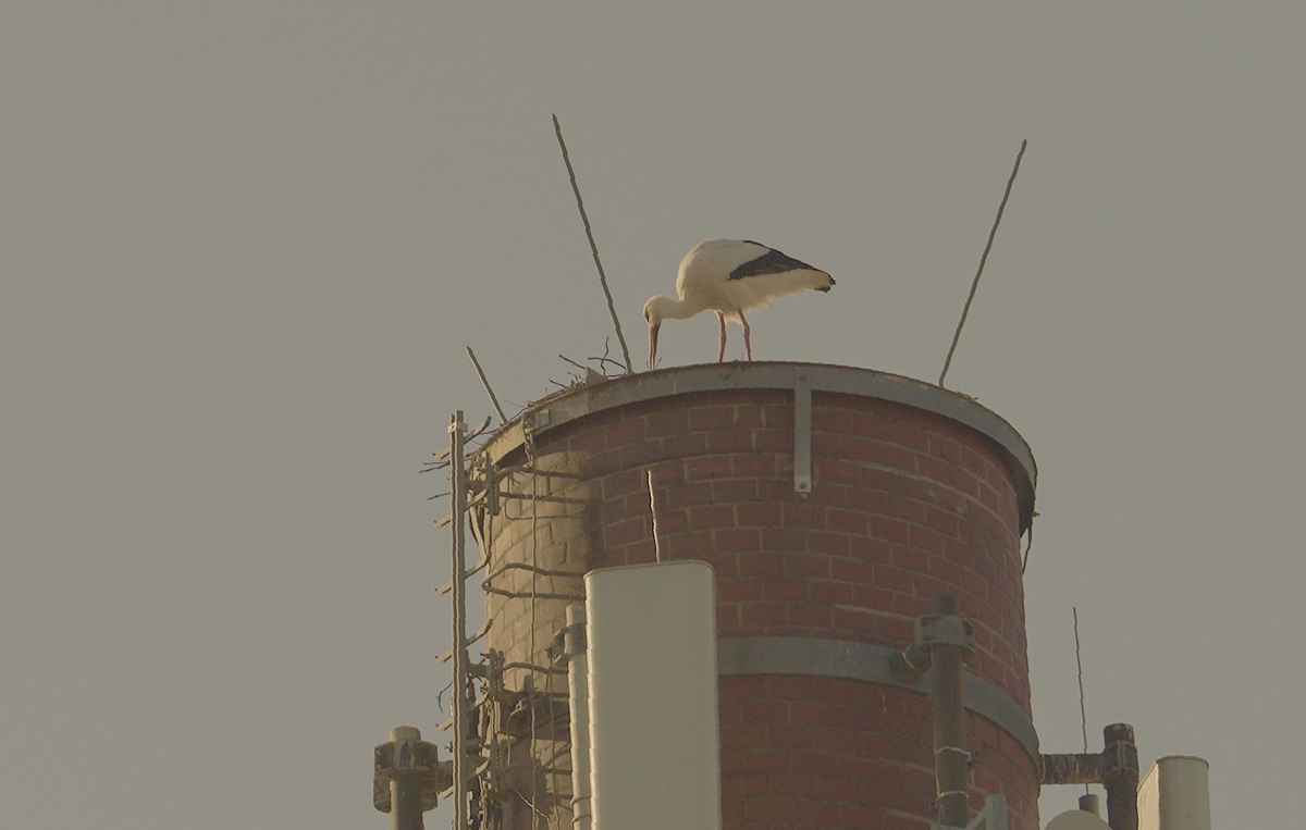 Ein Storch auf dem Schlot der Textilfabrik in der Ludwig-Thoma-Straße in Bayreuth