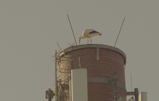 Ein Storch auf dem Schlot der Textilfabrik in der Ludwig-Thoma-Straße in Bayreuth