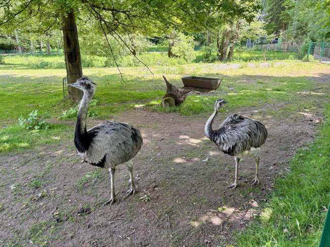 Zwei Nandus im Tierpark Röhrensee. Foto: Stadt Bayreuth