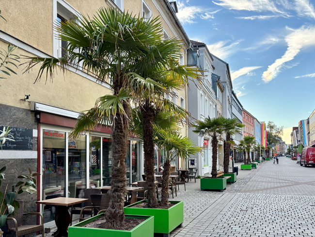 Chinesische Hanfpalmen gehören in der Richard-Wagner-Straße mittlerweile zum gewohnten Straßenbild. Dank des milden Innenstadtklimas überwintern sie auch ohne besonderen Schutz. Foto: Stadt Bayreuth