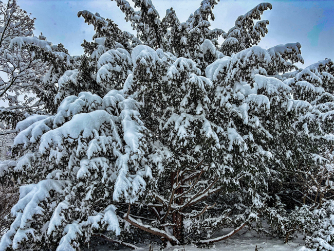 Eine verschneite Bergkiefer.