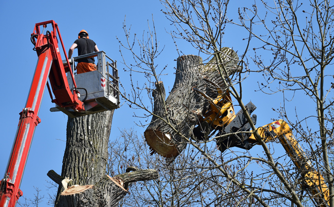 Auf einem Kran fällt eine Person einen Baum. Foto: Adobe Stock