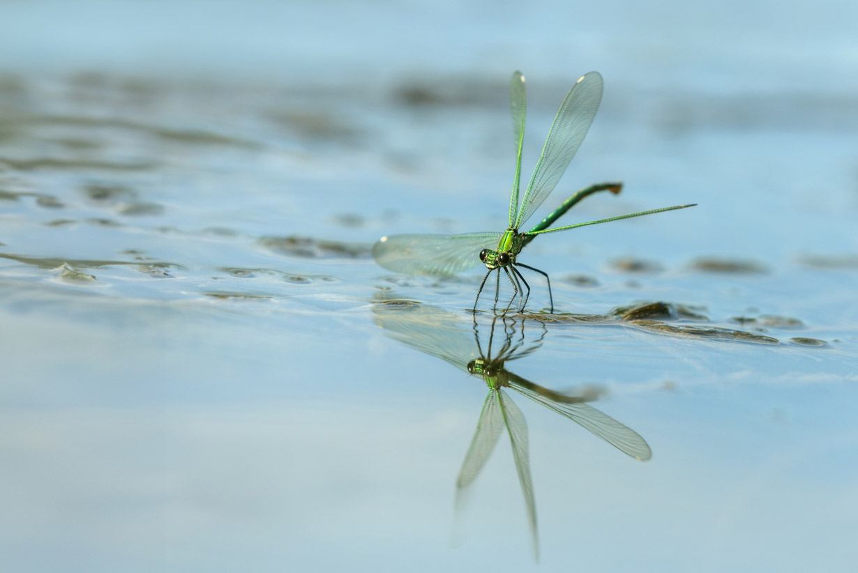 Eine grüne Libelle sitzt auf einer Wasserfläche. | Foto: