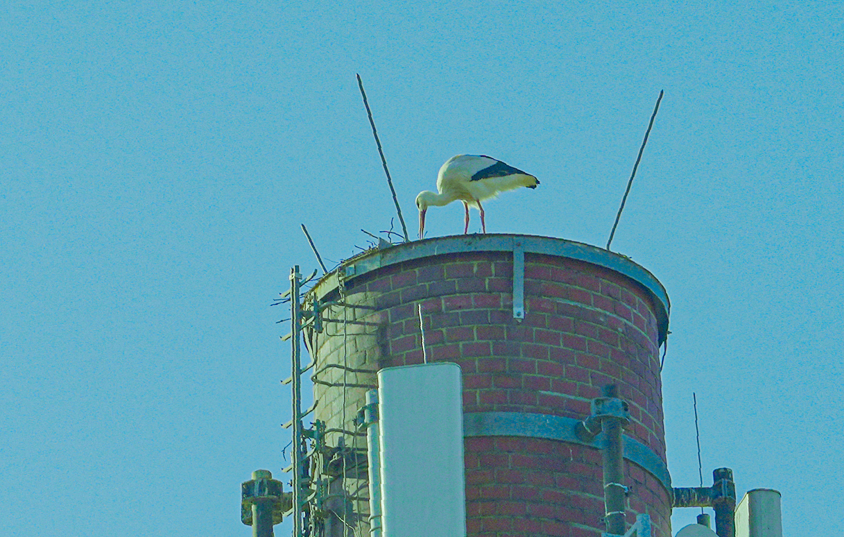 Ein Storch in einem Nest auf einem Fabrikschlot. | Foto: Stadt Bayreuth