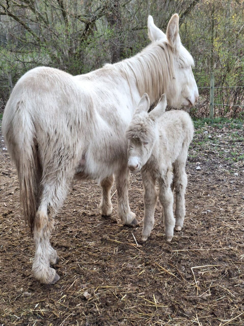 Vorbildlich sorgt sich die Mutter „Silvia“ um ihren Nachwuchs. Fotos: Stadtgartenamt