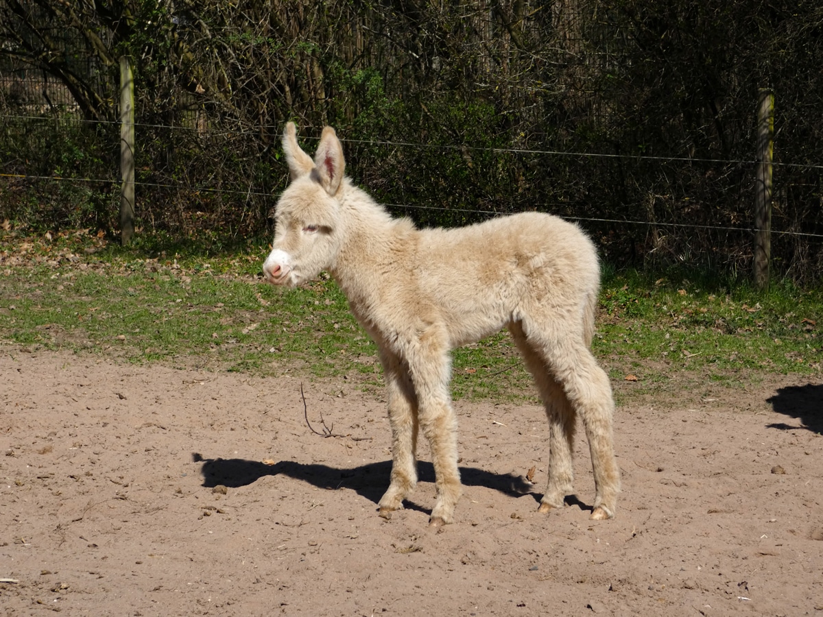 Gerade mal drei Tage alt und schon recht vorwitzig: der kleine Weiße Esel im Tierpark Röhrensee. Fotos: Stadtgartenamt