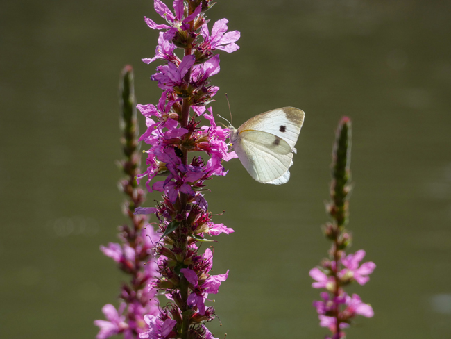 An feuchten Standorten, etwa am Teichrand, gedeiht der Blutweiderich. Seine violetten Blüten ziehen viele Insekten an. Foto: Stadt Bayreuth