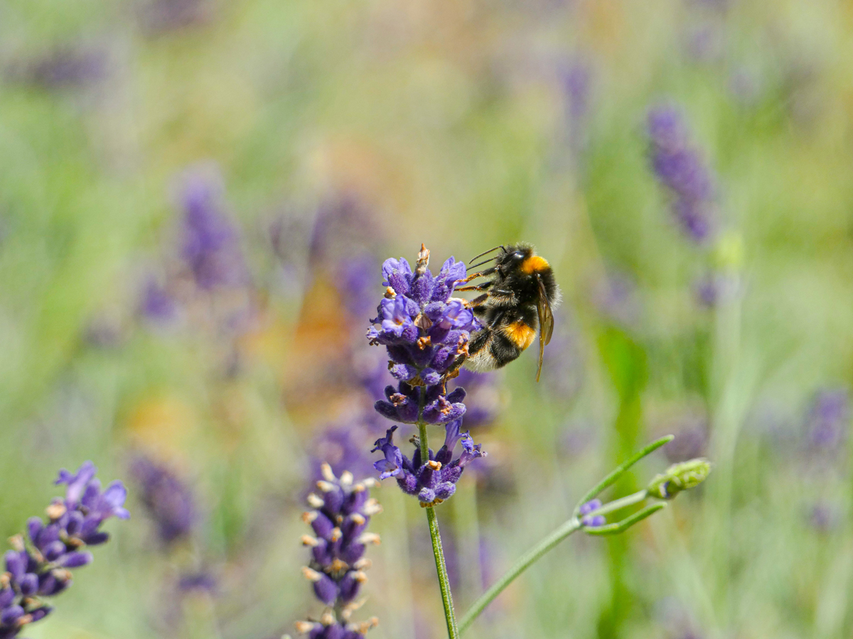 Blühender Lavendel ist eine beliebte Nektarquelle für Hummeln. Foto: Stadtgartenamt
