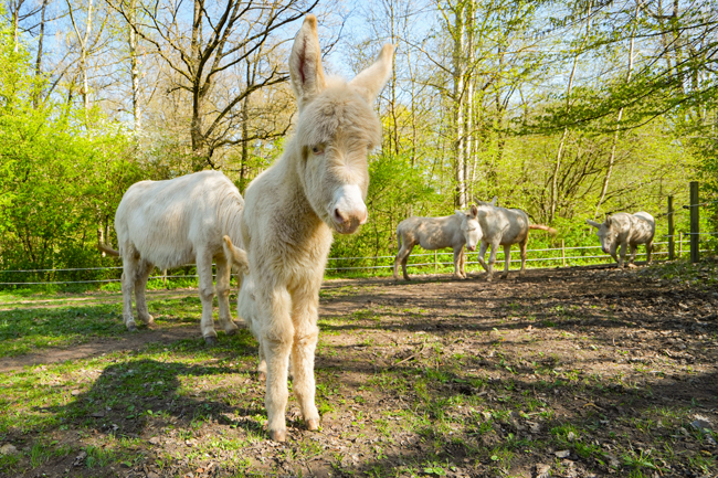 Die am Ostermontag geborene Weiße Eselstute "Elsa" im Gehege im Tierpark Röhrensee. Foto: Stadt Bayreuth