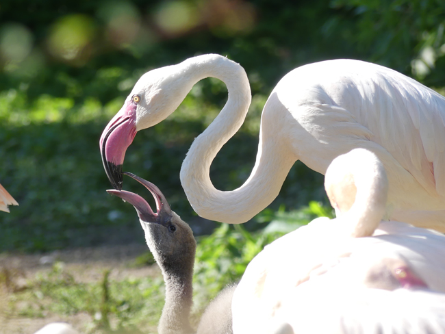 Ein Flamingo füttert ein Flamingo-Junges. Foto: Stadt Bayreuth
