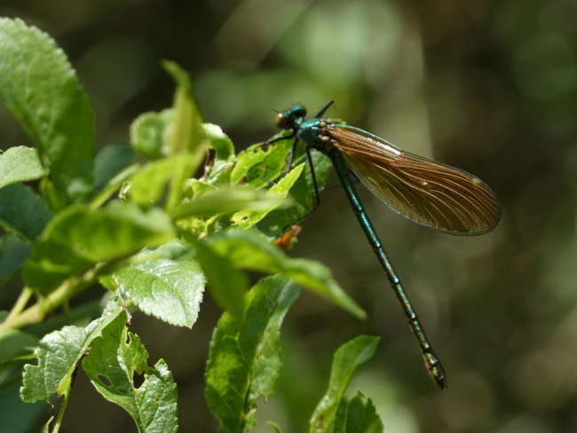 Ein Libelle. Foto: Stadt Bayreuth
